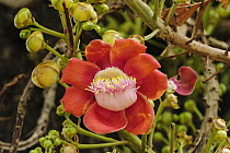 Cannonball Tree (Couroupita guianensis) flower, Pantanal, Mato Grosso, Brazil