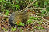 Azaras Agouti (Dasyprocta azarae), Pantanal, Mato Grosso, Brazil