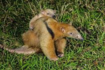 Southern Anteater (Tamandua tetradactyla) mother carrying young, Pantanal, Mato Grosso, Brazil