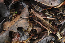 Grasshopper (Acrididae) camouflaged in leaf litter, Superagui National Park, Atlantic Forest, Brazil