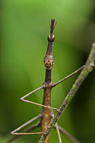 Grasshopper (Proscopia sp), Superagui National Park, Atlantic Forest, Brazil
