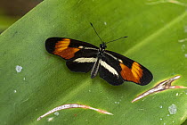 False Erato (Eresia lansdorfi) butterfly, Superagui National Park, Atlantic Forest, Brazil