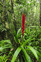 Bromeliad (Vriesea sp) flowering in forest, Superagui National Park, Atlantic Forest, Brazil