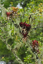 Bromeliad (Bromeliaceae) plants and lichen on branch, Superagui National Park, Atlantic Forest, Brazil