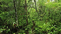 Tropical forest, Superagui National Park, Atlantic Forest, Brazil