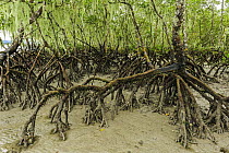 Red Mangrove (Rhizophora mangle) stilt roots at low tide, Superagui National Park, Atlantic Forest, Brazil