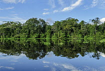 Rainforest along river, Tefe River, Mamiraua Reserve, Amazon, Brazil