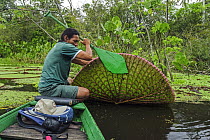 Amazon Water Lily (Victoria amazonica) pad raised by man in boat, Mamiraua Reserve, Amazon, Brazil