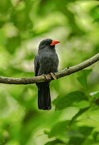 Black-fronted Nunbird (Monasa nigrifrons), Mamiraua Reserve, Amazon, Brazil