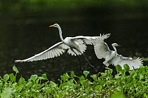 Great Egret (Ardea alba) pair flying, Mamiraua Reserve, Amazon, Brazil