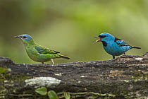 Blue Dacnis (Dacnis cayana) male courting female, Sao Paulo, Atlantic Forest, Brazil