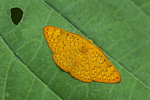 Fatimella Emesis (Emesis fatimella) butterfly, Rio Claro Nature Reserve, Antioquia, Colombia