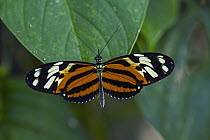 Tiger Heliconian (Heliconius ismenius) butterfly, Rio Claro Nature Reserve, Antioquia, Colombia