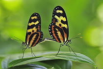 Menapis Tigerwing (Mechanitis menapis) butterflies mating, Rio Claro Nature Reserve, Antioquia, Colombia