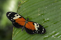 Tiger Longwing (Heliconius hecale) butterfly, Rio Claro Nature Reserve, Antioquia, Colombia