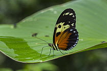 Tiger Longwing (Heliconius hecale) butterfly, Rio Claro Nature Reserve, Antioquia, Colombia