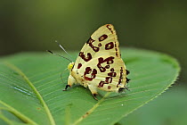 Kupris Jewelmark (Anteros kupris) butterfly, Rio Claro Nature Reserve, Antioquia, Colombia