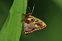 Metalmark (Anteros carausius) butterfly, Rio Claro Nature Reserve, Antioquia, Colombia