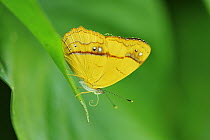 Nymphalid Butterfly (Nica flavilla), Rio Claro Nature Reserve, Antioquia, Colombia