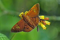 Euribates Scarlet-eye (Dyscophellus euribates) butterfly, Rio Claro Nature Reserve, Antioquia, Colombia