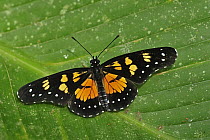Narva Checkerspot (Chlosyne narva) butterfly, Rio Claro Nature Reserve, Antioquia, Colombia