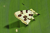 Formosus Jewelmark (Anteros formosus) butterfly, Rio Claro Nature Reserve, Antioquia, Colombia