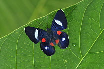 Red-spotted Metalmark (Cyrenia martia) butterfly, Rio Claro Nature Reserve, Antioquia, Colombia