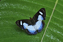 Yucatan Scintillant (Thisbe irenea) butterfly, Rio Claro Nature Reserve, Antioquia, Colombia