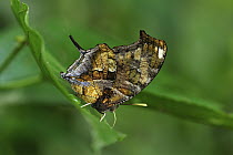 Nymphalid Butterfly (Consul fabius)mimicking a leaf, Rio Claro Nature Reserve, Antioquia, Colombia