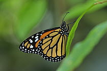 Monarch (Danaus plexippus) butterfly, Rio Claro Nature Reserve, Antioquia, Colombia