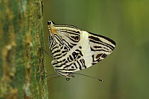 Zebra Mosaic Butterfly (Colobura dirce), Rio Claro Nature Reserve, Antioquia, Colombia