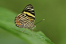 Tiger Beauty (Tigridia acesta) butterfly, Rio Claro Nature Reserve, Antioquia, Colombia