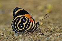 Blue-and-orange Eighty-eight (Callicore tolima) butterfly, Rio Claro Nature Reserve, Antioquia, Colombia