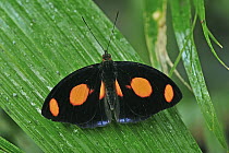 Grecian Shoemaker (Catonephele numilia) butterfly, Rio Claro Nature Reserve, Antioquia, Colombia