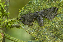 American Silkworm Moth (Apatelodidae), Rio Claro Nature Reserve, Antioquia, Colombia