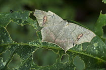 Looper Moth (Geometridae), Rio Claro Nature Reserve, Antioquia, Colombia