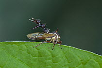 Treehopper (Membracidae), Rio Claro Nature Reserve, Antioquia, Colombia