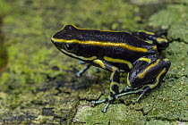 Yellow-striped Poison Frog (Dendrobates truncatus), Rio Claro Nature Reserve, Antioquia, Colombia