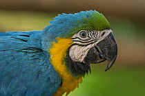 Blue and Yellow Macaw (Ara ararauna), Rio Claro Nature Reserve, Antioquia, Colombia
