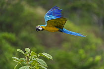 Blue and Yellow Macaw (Ara ararauna) flying, Rio Claro Nature Reserve, Antioquia, Colombia