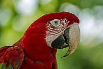 Red and Green Macaw (Ara chloroptera), Rio Claro Nature Reserve, Antioquia, Colombia