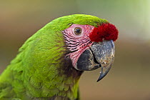 Military Macaw (Ara militaris), Rio Claro Nature Reserve, Antioquia, Colombia