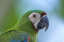 Chestnut-fronted Macaw (Ara severa), Rio Claro Nature Reserve, Antioquia, Colombia