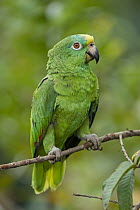 Orange-winged Parrot (Amazona amazonica), Rio Claro Nature Reserve, Antioquia, Colombia