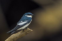 White-winged Swallow (Tachycineta albiventer), Los Llanos, Colombia