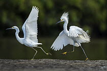 Snowy Egret (Egretta thula) pair in territorial dispute, Los Llanos, Colombia