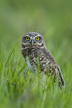 Burrowing Owl (Athene cunicularia), Los Llanos, Colombia