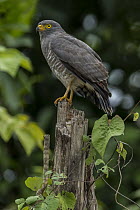 Roadside Hawk (Buteo magnirostris), Los Llanos, Colombia