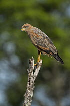 Savannah Hawk (Buteogallus meridionalis), Los Llanos, Colombia