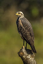 Savannah Hawk (Buteogallus meridionalis) juvenile, Los Llanos, Colombia